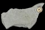 Fossil Ammonite (Promicroceras) - Lyme Regis #110691-1
